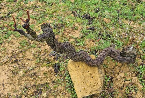 Vina-apoyada