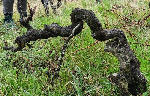 Vina-sobre-Palo