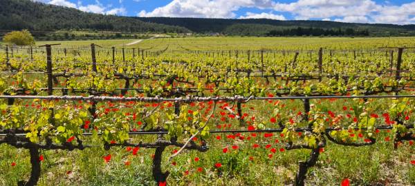 Gran-Vinedo