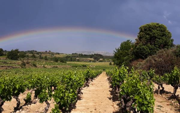 Agua sobre viñas de Rioja Alavesa