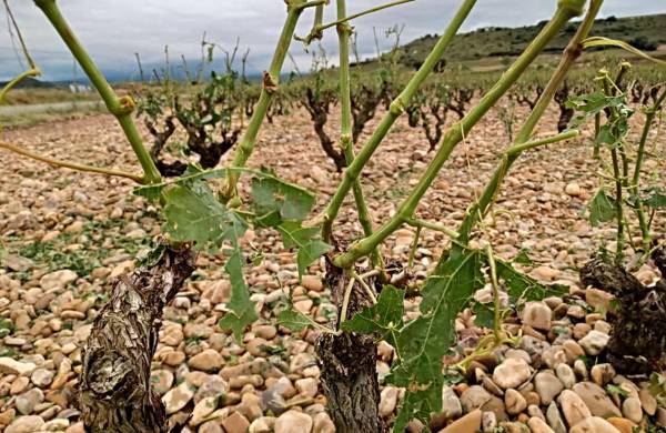 Agua sobre viñas de Rioja Alavesa