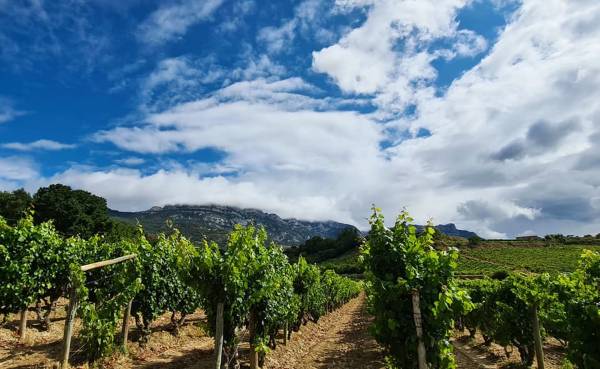 SIERRA-VINA-II