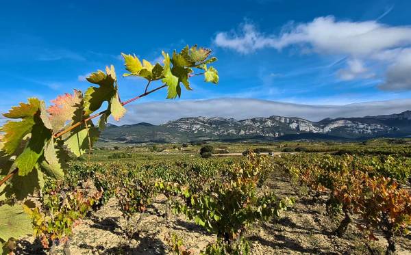 PANORAMICA-VINA