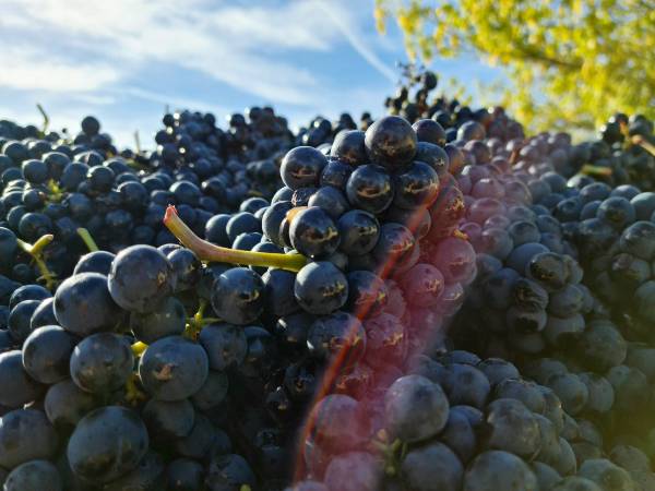 UVAS-21