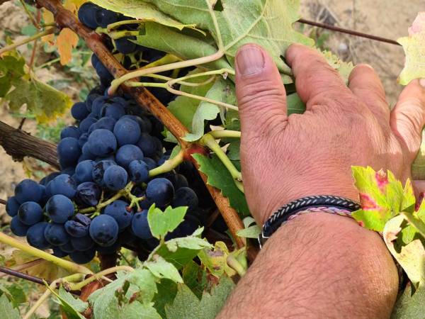UVAS-MANO