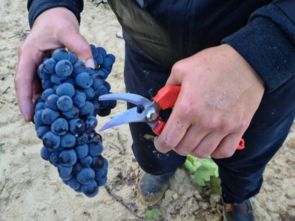 UVAS-TIJERA