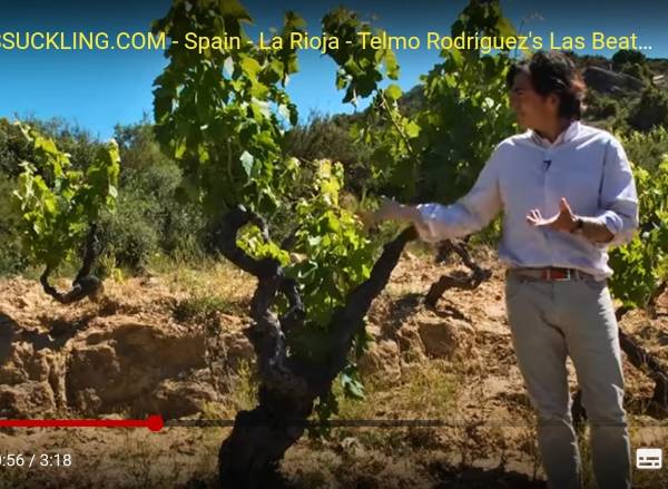 Cien mejores vinos de España