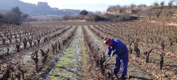 Agricultura