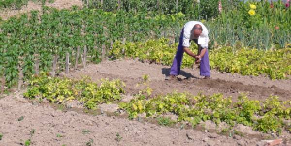 Agricultura