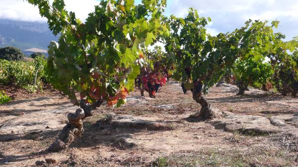 Agricultura