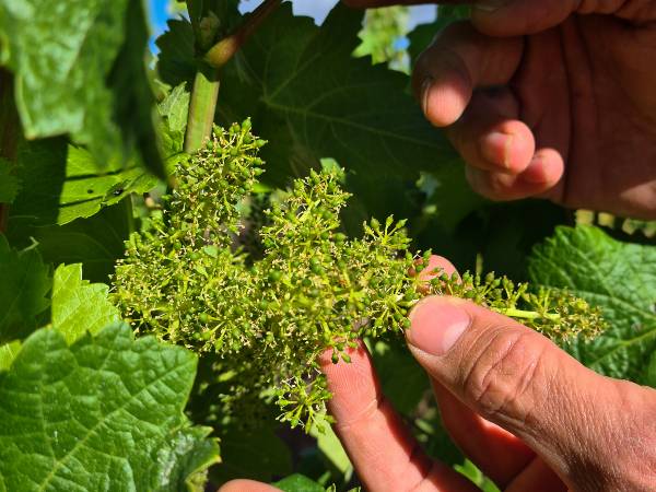 Viticultura regenerativa de Bodegas Murua en Elciego