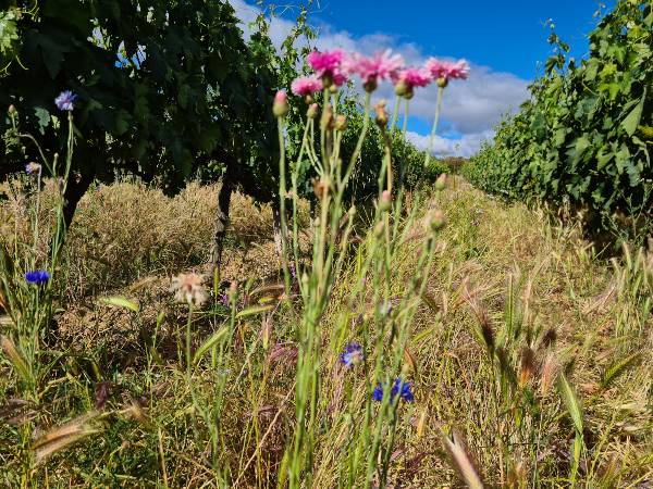Viticultura regenerativa de Bodegas Murua, en Elciego.