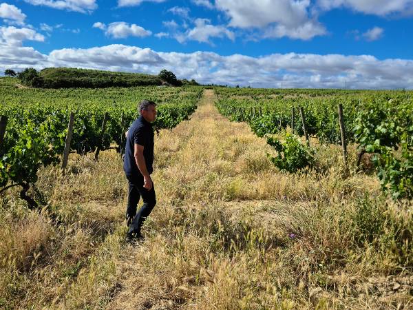Proyecto de viticultura regenerativa de Bodegas Murua, en Elciego.