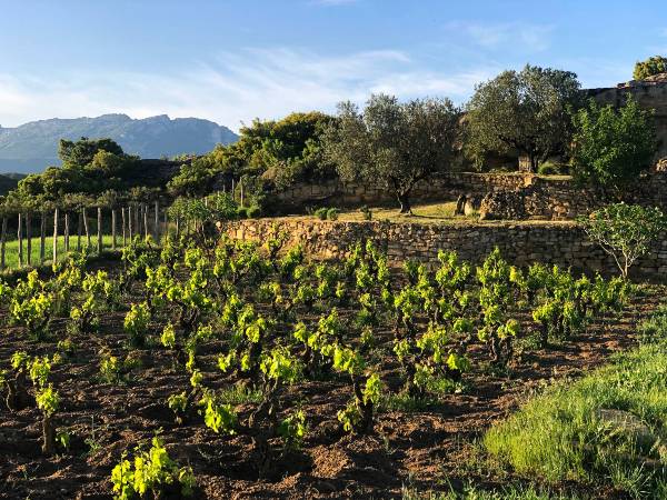 Bajo la Sierra, la zona con más potencial de Rioja para Luis Gutiérrez