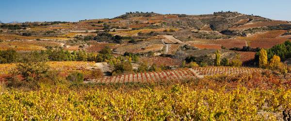 El estado de Rioja Alavesa y sus vitivinicultores