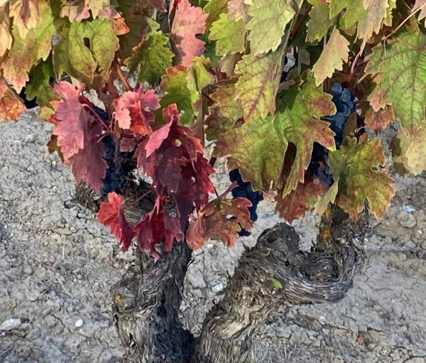 El estado de Rioja Alavesa y sus vitivinicultores