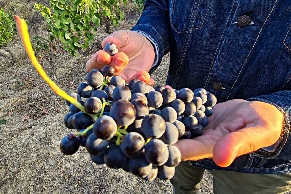 Nace el proyecto Residence Wines en Rioja Alavesa
