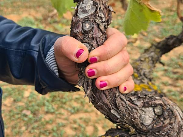 la sensibilidad de los viticultores