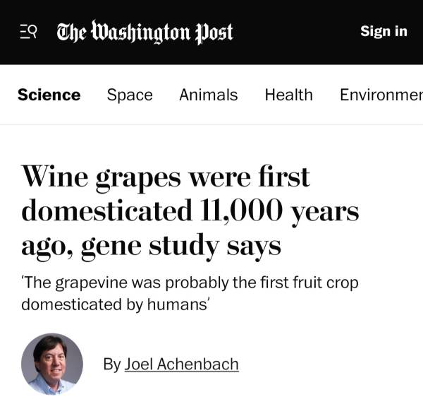 Las uvas de vino se cultivaron hace 11.000 años