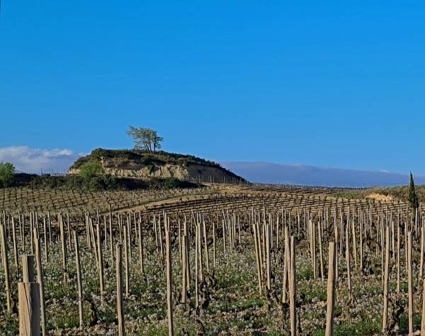 Alma ecológica en Rioja Alavesa por convicción y sentimiento