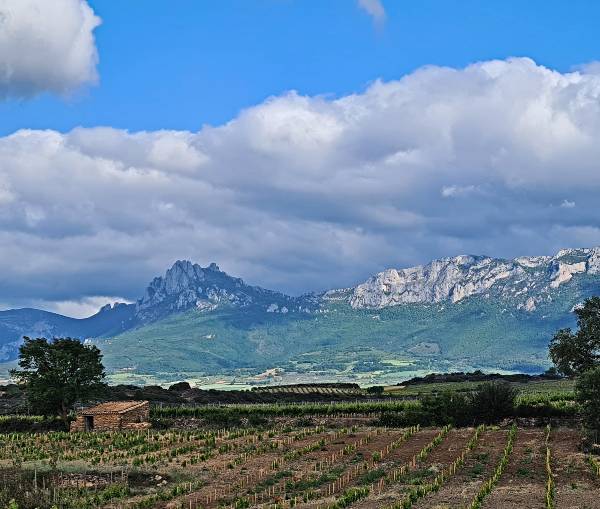 La gran zona de vinos del mundo