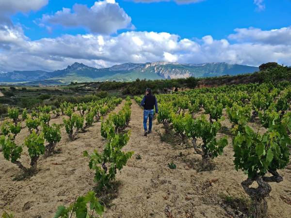 La gran zona de vinos del mundo
