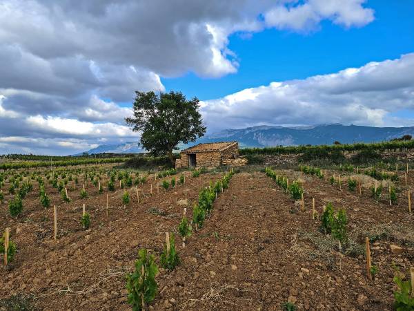 la gran zona de vinos del mundo