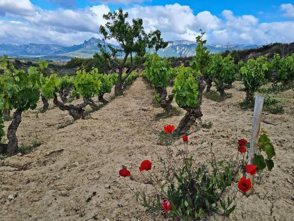 La gran zona de vinos del mundo