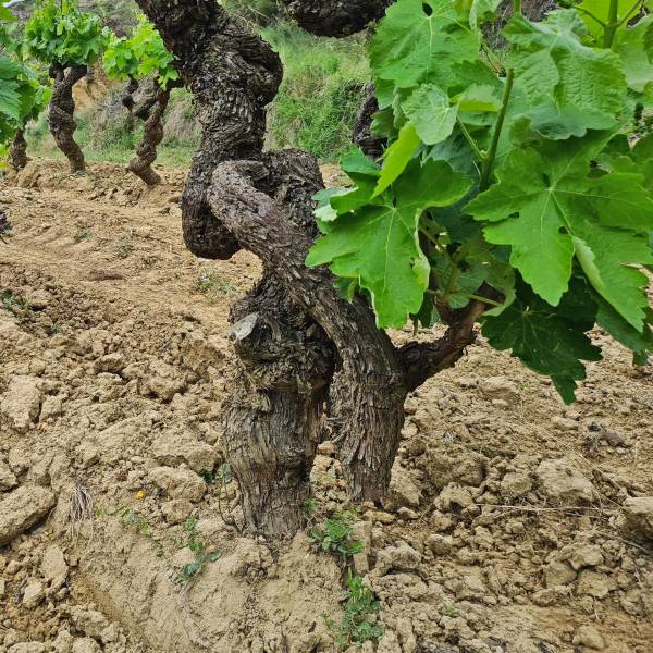 Una vida dedicada al vino