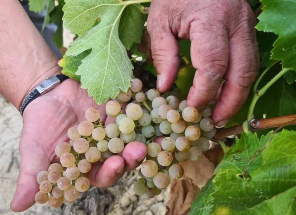 ACARICIA-UVAS