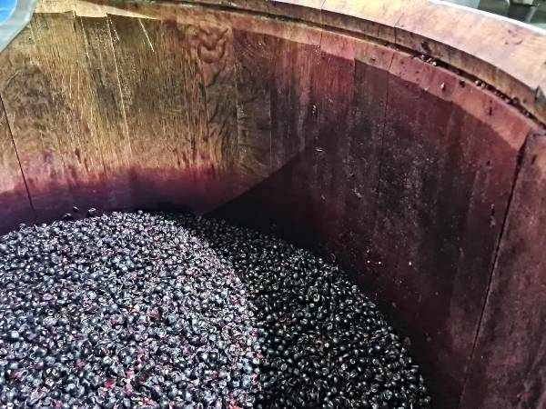 El último día de vendimias de 2023