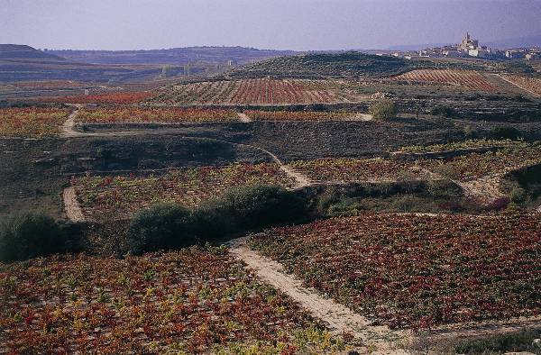 Carta al ministro de agricultura Luis Planas