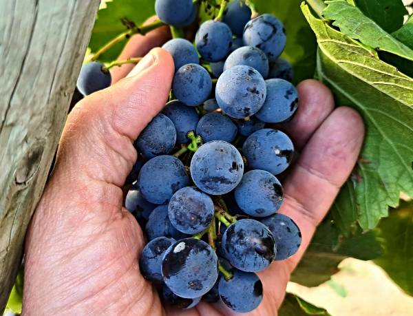 UVAS-ECOO