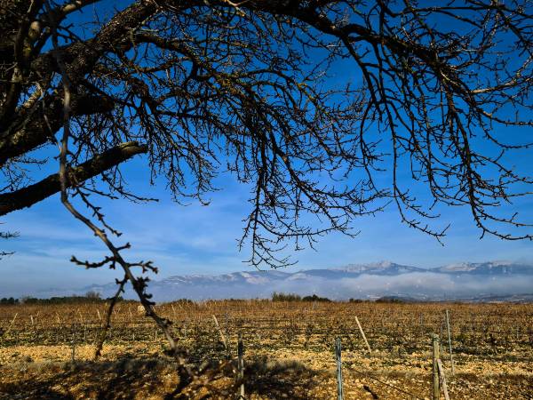 Arbol-Sierra