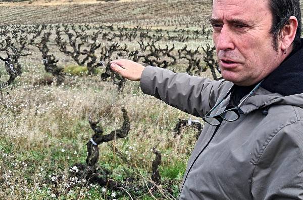 VINA-PP-veinte-años-con-siete-hectareas-de-viñedo