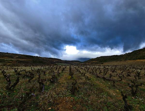 VINA-SOLAA-veinte-años-con-siete-hectareas-de-viñedo