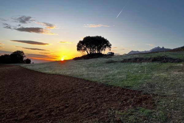 PONE-SOL-Etérea-Kripan-ramita-de romero-sobre-la-tierra