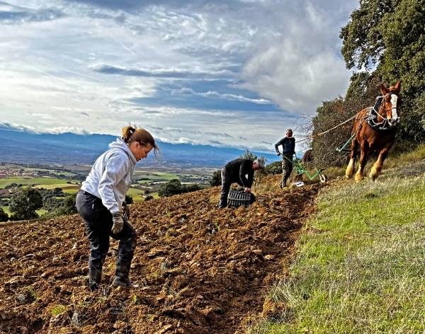 TIERRAS-ALTAS-Etérea-Kripan-ramita-de romero-sobre-la-tierra