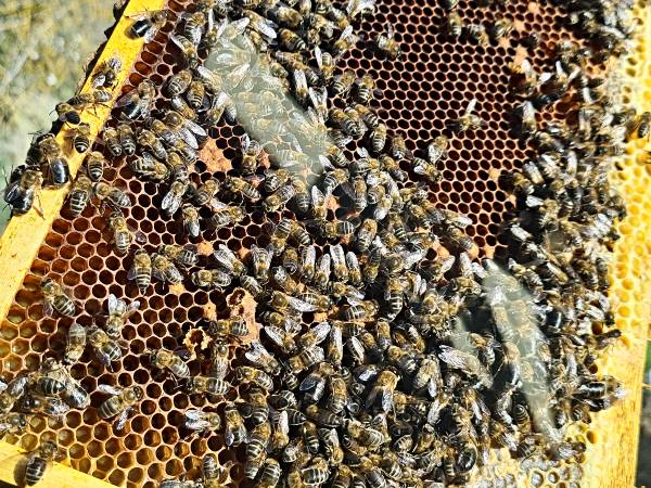 ABEJAS-PPP