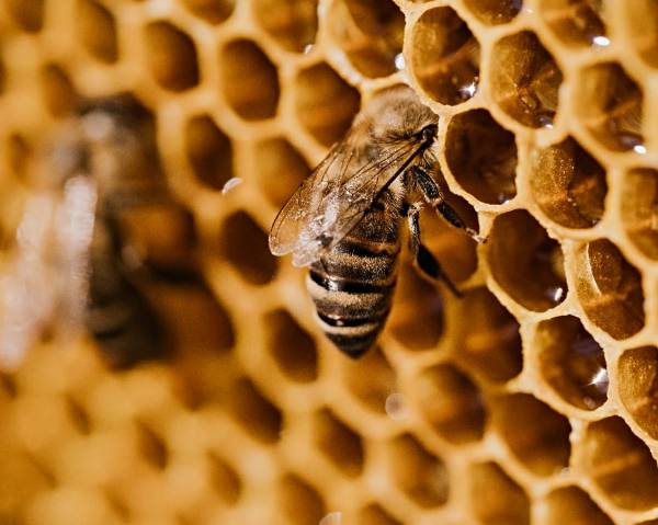 PANAL-ABEJA