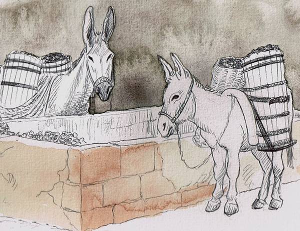 BURROS-LAGO