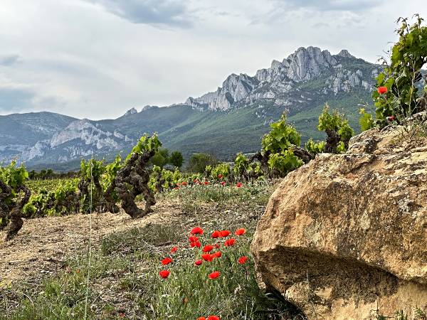 Residence Wines