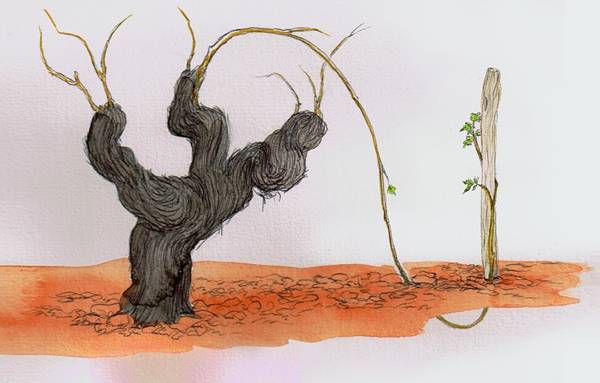 Morgo-Near