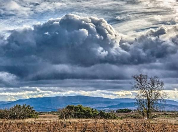 NUBE-ARBOL