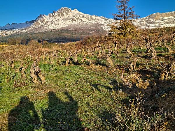 Residence Wines