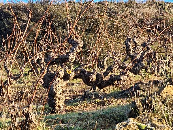 Residence Wines