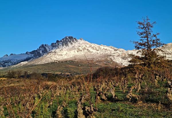 Residence Wines