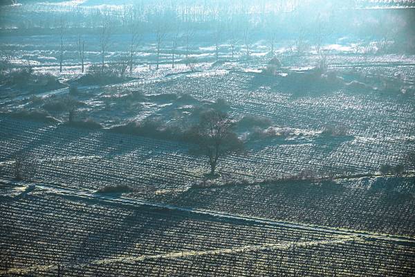 NIEVE-VINASS