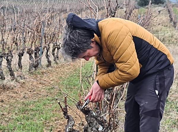 crisis global del vino