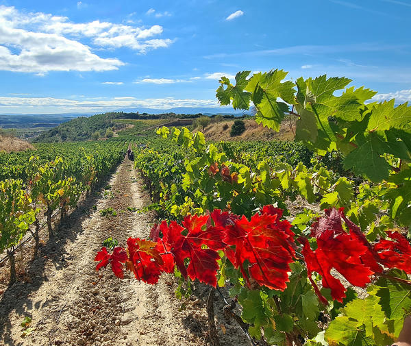 Bodega CVNE